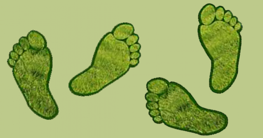 Ory Zik's Carbon Footprints