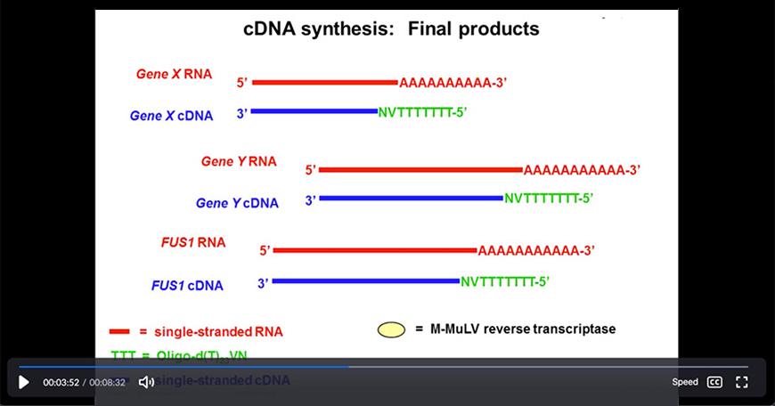 video still of Vanessa Cheung explaining cDNA synthesis